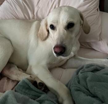 Labrador Retriever Dogs Available for Adoption in Dallas, Texas - Marley | PetCurious