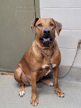 Rhodesian Ridgeback Dogs Available for Adoption in Hopkinsville, Kentucky - Zara | PetCurious