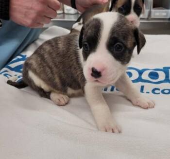 All That I Got -  Mixed Breed Dog for Adoption in Westland, Michigan - All That I Got | PetCurious