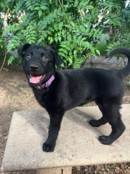 German Shepherd Dog and Mixed Breed Dogs Available for Adoption - JINKS | PetCurious