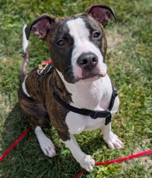 Sharkleberry Fin -  Boxer Dog for Adoption in Santa Rosa, California - Sharkleberry Fin | PetCurious