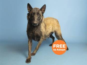 STELLA -  Belgian Shepherd Malinois Dog for Adoption in Phoenix, Arizona - STELLA | PetCurious