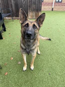 Rescue German Shepherd Dog and Mixed Breed Dogs for Adoption in Hutchinson, Kansas - Lainey | PetCurious