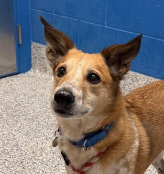 Roz -  Australian Cattle Dog Blue Heeler and Whippet Dog Available for Adoption in Golden, Colorado - Roz | PetCurious