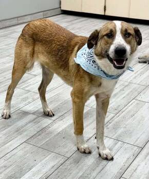 Elmo the sweet and friendly collie mix -  Collie and Shepherd Dog for Adoption in Muskego, Wisconsin - Elmo The Sweet And Friendly Collie Mix | PetCurious