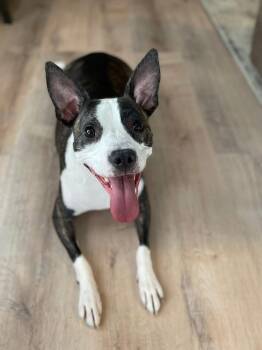 Terrier Dogs Available for Adoption - Athena | PetCurious