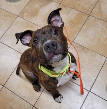 Pit Bull Terrier Dogs Available for Adoption in Troutdale, Oregon - Brownie | PetCurious
