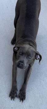 Leo -  Labrador Retriever Dog for Adoption in Mauston, Wisconsin - Leo | PetCurious