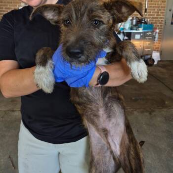 Toby -  Terrier Dog for Adoption in Birmingham, Alabama - Toby | PetCurious
