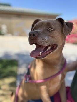 BOBBY -  Pit Bull Terrier Dog for Adoption in Riverside, California - BOBBY | PetCurious