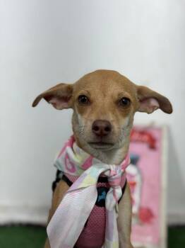 Alice-One of our Amazing Rescue Dogs -  Chihuahua and Italian Greyhound Dog for Adoption in Carlsbad, California - Alice-One Of Our Amazing Rescue Dogs | PetCurious