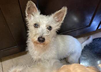 Terrier Dogs Available for Adoption - Cooper In TX | PetCurious