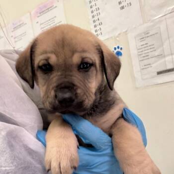 Giza -  Mixed Breed Dog for Adoption in Charleston, West Virginia - Giza | PetCurious