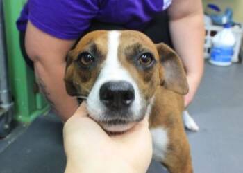 Feist and Mixed Breed Dogs Available for Adoption in Picayune, Mississippi - Jack | PetCurious