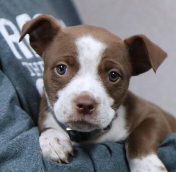 Boxer and Cattle Dog Dogs Available for Adoption in Kansas City, Kansas - Natalie (AO36422) | PetCurious