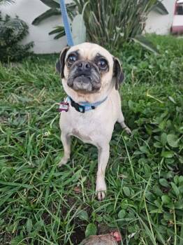 Pug Dogs Available for Adoption - Mili  | PetCurious