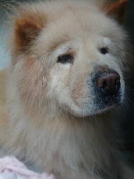 BARKLEY -  Chow Chow Dog for Adoption in Fort Lauderdale, Florida - BARKLEY | PetCurious