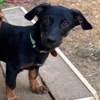 Veela -  Mixed Breed Dog for Adoption in Fredericksburg, Virginia - Veela | PetCurious