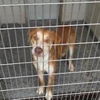 Rescue Mixed Breed Dogs for Adoption in Jeffersonville, Indiana - Jacob | PetCurious