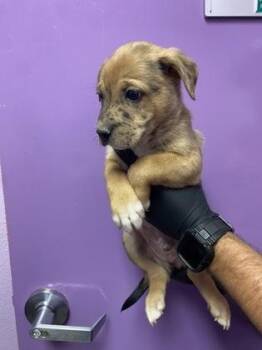 Mixed Breed Dogs Available for Adoption - 60544380 | PetCurious
