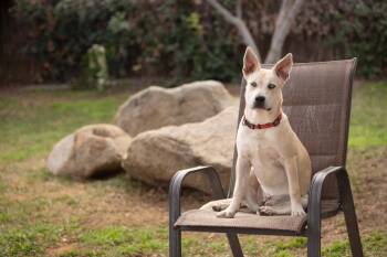 Rescue Shepherd and Staffordshire Bull Terrier Dogs for Adoption in Santa Monica, California - Bea | PetCurious