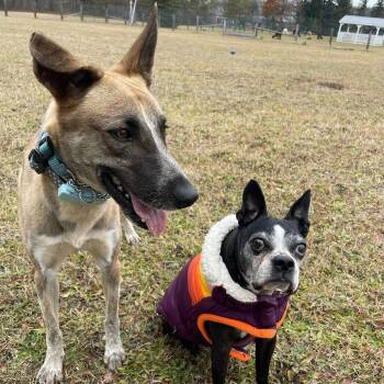 Rescue Mixed Breed Dogs for Adoption in Mississauga, Ontario - Axel | PetCurious