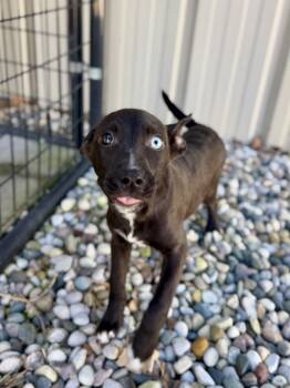 Rescue Shepherd and Husky Dogs for Adoption in Muskegon, Michigan - Jircoch Pup6 | PetCurious