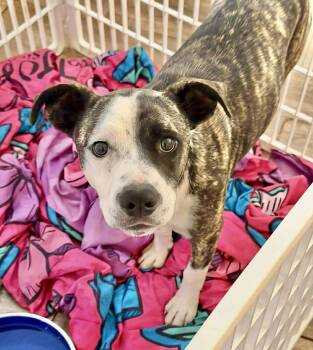 American Staffordshire Terrier Dogs Available for Adoption in Austin, Texas - Jet | PetCurious