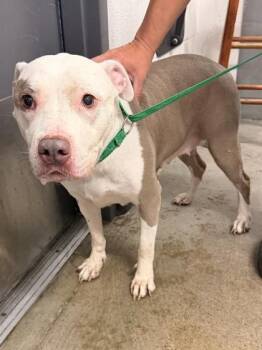 Delilah -  Pit Bull Terrier Dog for Adoption in Cleveland, Ohio - Delilah | PetCurious