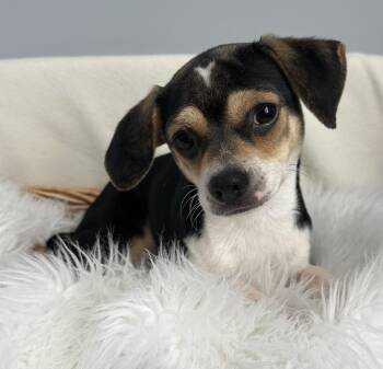 Turquoise -  Beagle and Chihuahua Dog for Adoption in Lawrenceville, Georgia - Turquoise | PetCurious