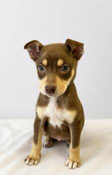 Husky Dogs Available for Adoption in Pottstown, Pennsylvania - Lady Whistledown | PetCurious