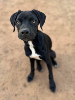 Labrador Retriever and Dachshund Dogs Available for Adoption in Calera, Alabama - Cheerio | PetCurious