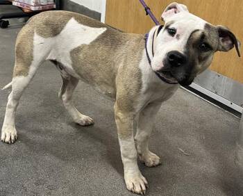 Pit Bull Terrier Dogs Available for Adoption - QUE | PetCurious