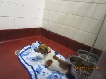 Clinic 6 -  Terrier Dog for Adoption in Marietta, Georgia - Clinic 6 | PetCurious