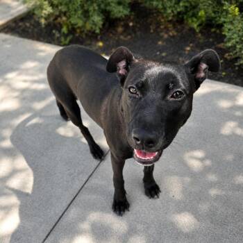 Dandelion -  Black Labrador Retriever and Mixed Breed Dog for Adoption in Jupiter, Florida - Dandelion | PetCurious