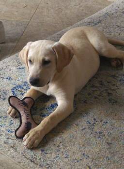 Labrador Retriever Dogs Available for Adoption in Indianapolis, Indiana - Wonka | PetCurious