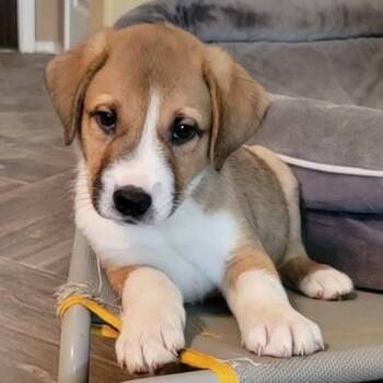 Shepherd and Boxer Dogs Available for Adoption in Austin, Texas - Cabo SH | PetCurious