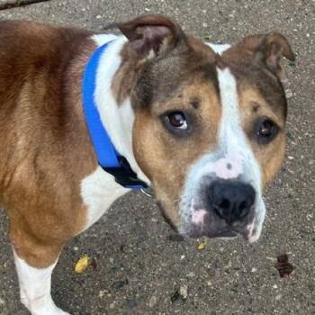 Purdy -  American Staffordshire Terrier and Mixed Breed Dog for Adoption in Indianapolis, Indiana - Purdy | PetCurious