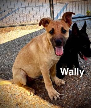 Rescue Shepherd Dogs for Adoption in Senatobia, Mississippi - Wally | PetCurious