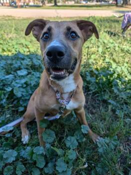 Rescue Mixed Breed Dogs for Adoption in Grand Island, Nebraska - Eden | PetCurious