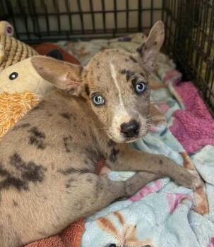 Becky -  Catahoula Leopard Dog Dog for Adoption in Silsbee, Texas - Becky | PetCurious