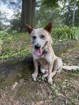 Ollie -  Australian Cattle Dog Blue Heeler Dog for Adoption in Charlotte, North Carolina - Ollie | PetCurious