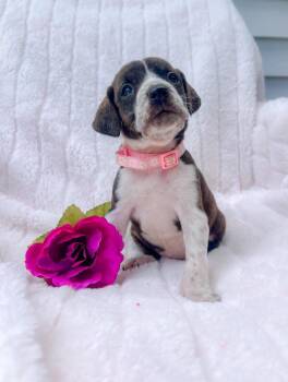 Mixed Breed Dogs Available for Adoption in Murray, Kentucky - Whitney | PetCurious
