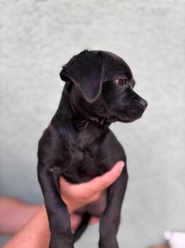 Cavalier King Charles Spaniel and Pug Dogs Available for Adoption in Corona, California - Driscilla | PetCurious