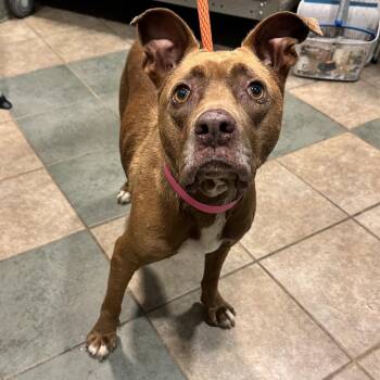 Aubrey -  Mixed Breed Dog for Adoption in Chattanooga, Tennessee - Aubrey | PetCurious