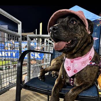 Felicity AKA Rosie -  Mixed Breed Dog for Adoption in Charleston, West Virginia - Felicity AKA Rosie | PetCurious