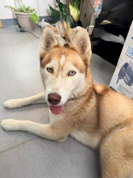 Keira -  Husky Dog for Adoption in Los Angeles, California - Keira | PetCurious