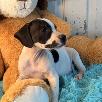 Linette 200 adoption fee -  Labrador Retriever and Mixed Breed Dog for Adoption in Atlanta, Texas - Linette 200 Adoption Fee | PetCurious