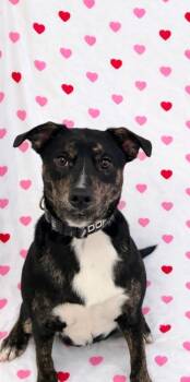 Pit Bull Terrier Dogs Available for Adoption - Sweettart | PetCurious