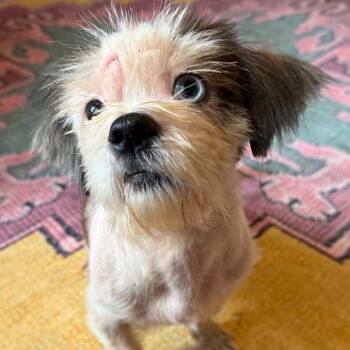 Hopper -  Shih Tzu and Mixed Breed Dog for Adoption in Daphne, Alabama - Hopper | PetCurious